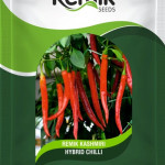 CHILLI SEEDS REMI KASHMIRI