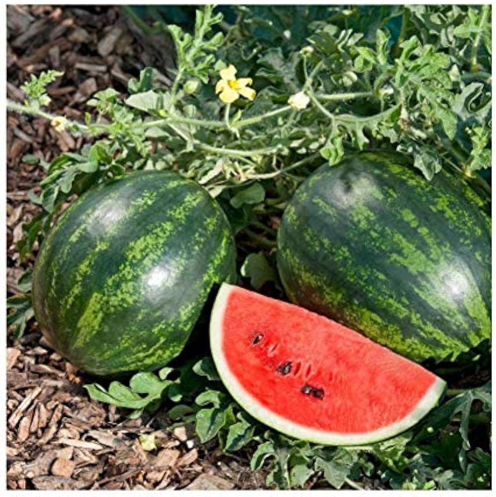 Watermelon