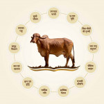 Gir Gau Sanskruti Book In Hindi By Shri Gopalbhai Sutariya