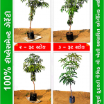 organic farming