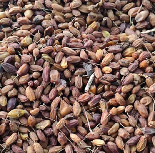 Neem seeds