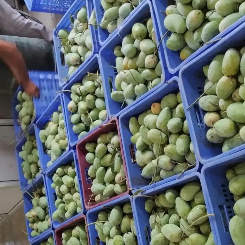 organic mango farming