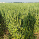 Farming of Groundnut