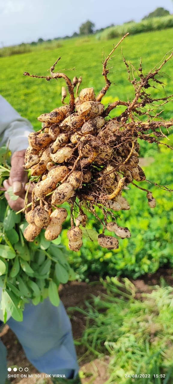 Farming of Groundnut